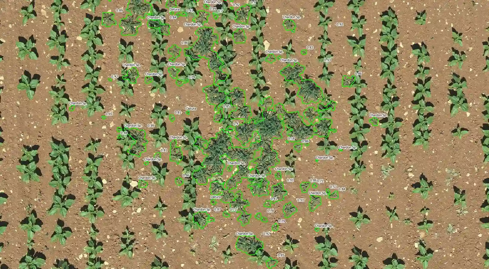 Detección de cardo y datura en cultivo mediante GeoAdventice