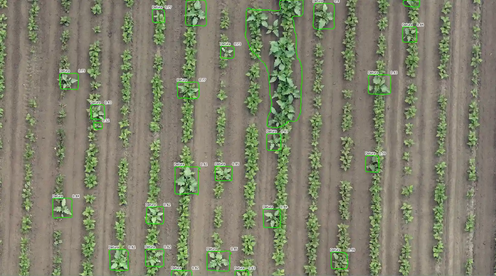 Detección de plantas de datura en parcela agrícola mediante GeoAdventice
